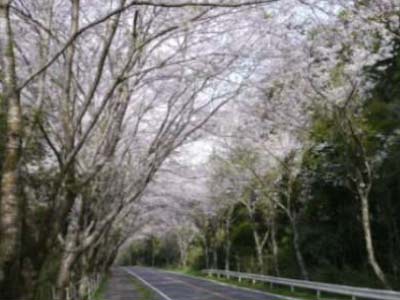 多古町八田桜通り